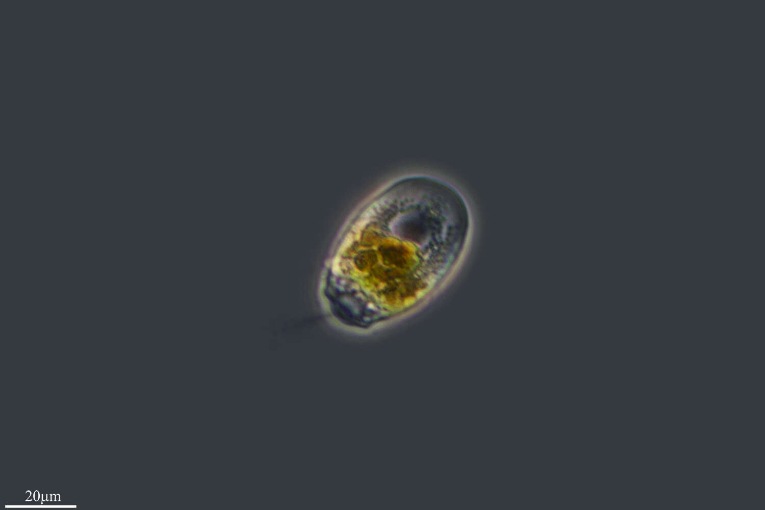 Image of Rhizaspis scutiformis