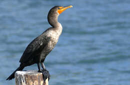 Image of Phalacrocorax Brisson 1760