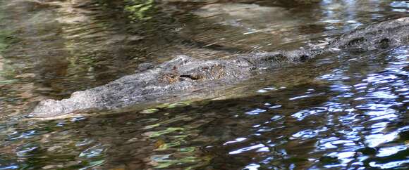 Imagem de Crocodylus