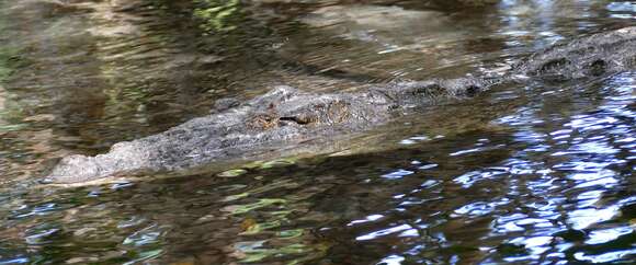 Image of American Crocodile