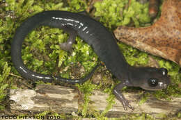 Image de Plethodon Tschudi 1838