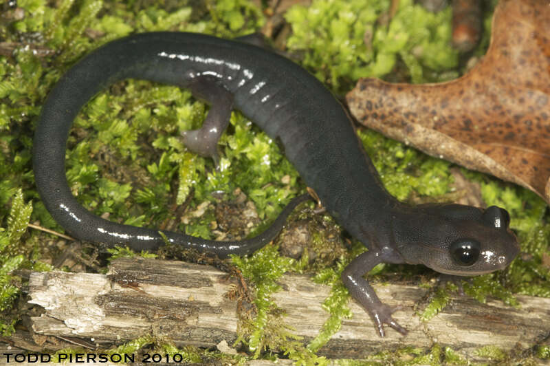 Image de Plethodon Tschudi 1838