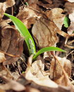 Image of Scilla vindobonensis Speta