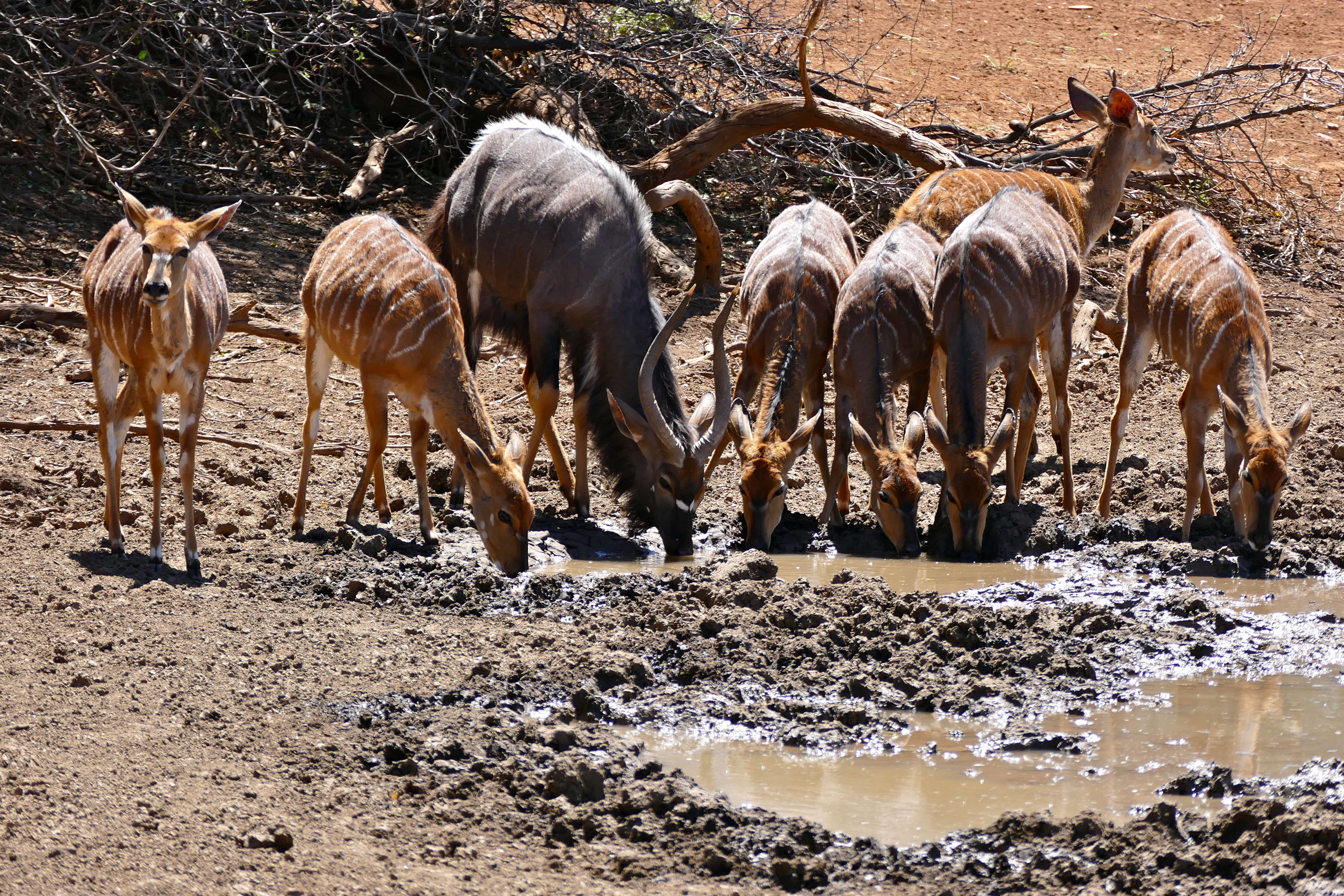 Image of Spiral-horned Antelope