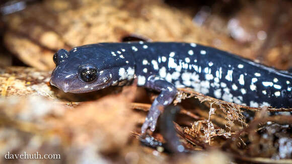 Image of Woodland salamander