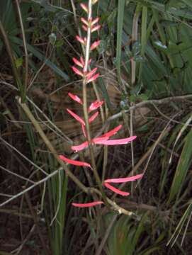 Plancia ëd Erythrina herbacea L.