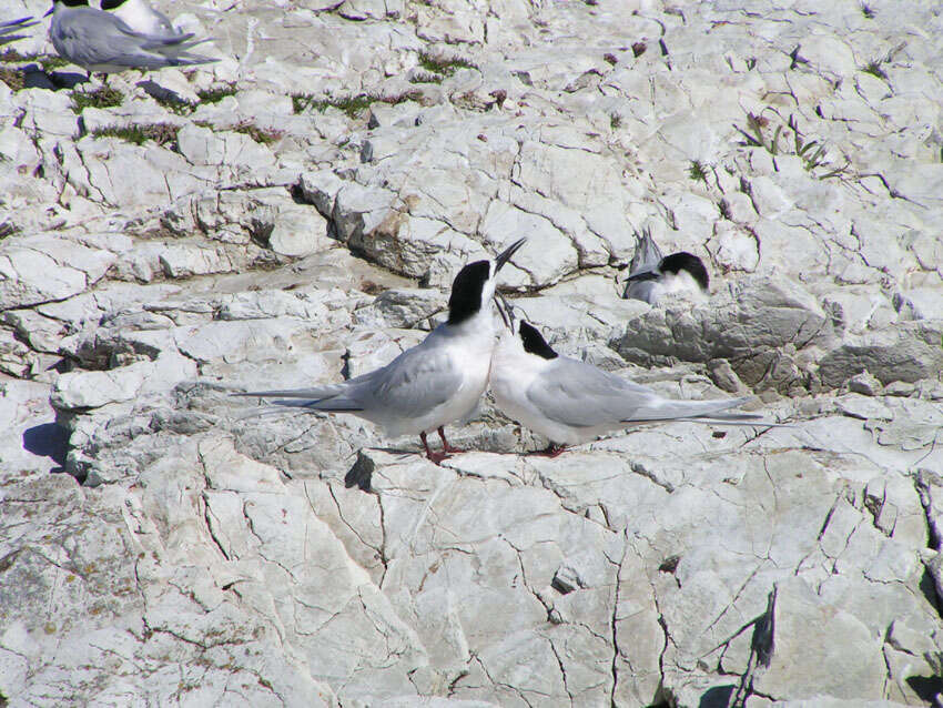 Image of White-fronted Tern