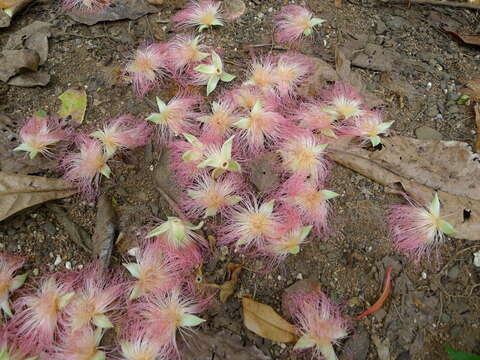 Image of Powder-puff Tree