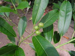 Imagem de Sapium glandulosum (L.) Morong