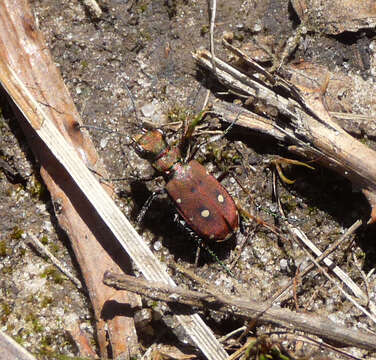 Image of Cicindela (Cicindela) maroccana Fabricius 1801