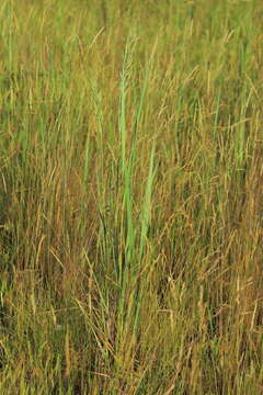 Imagem de Calamagrostis epigejos (L.) Roth