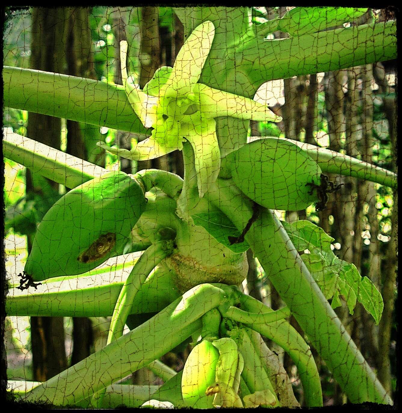 Image of papaya