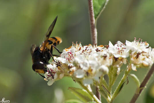 Image of lesser hornet hoverfly