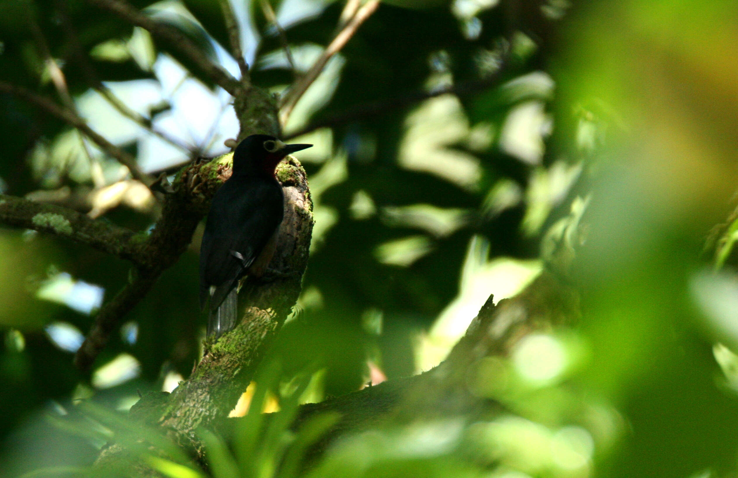 Image of Puerto Rican Woodpecker