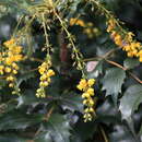 Image of Berberis japonica (Thunb.) Spreng.