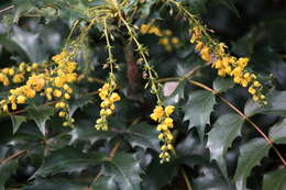 Image of Berberis japonica (Thunb.) Spreng.