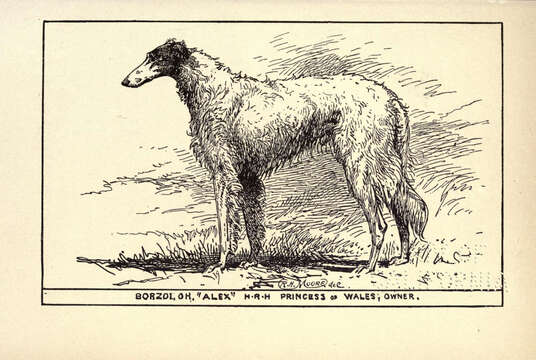 Image of gray wolf