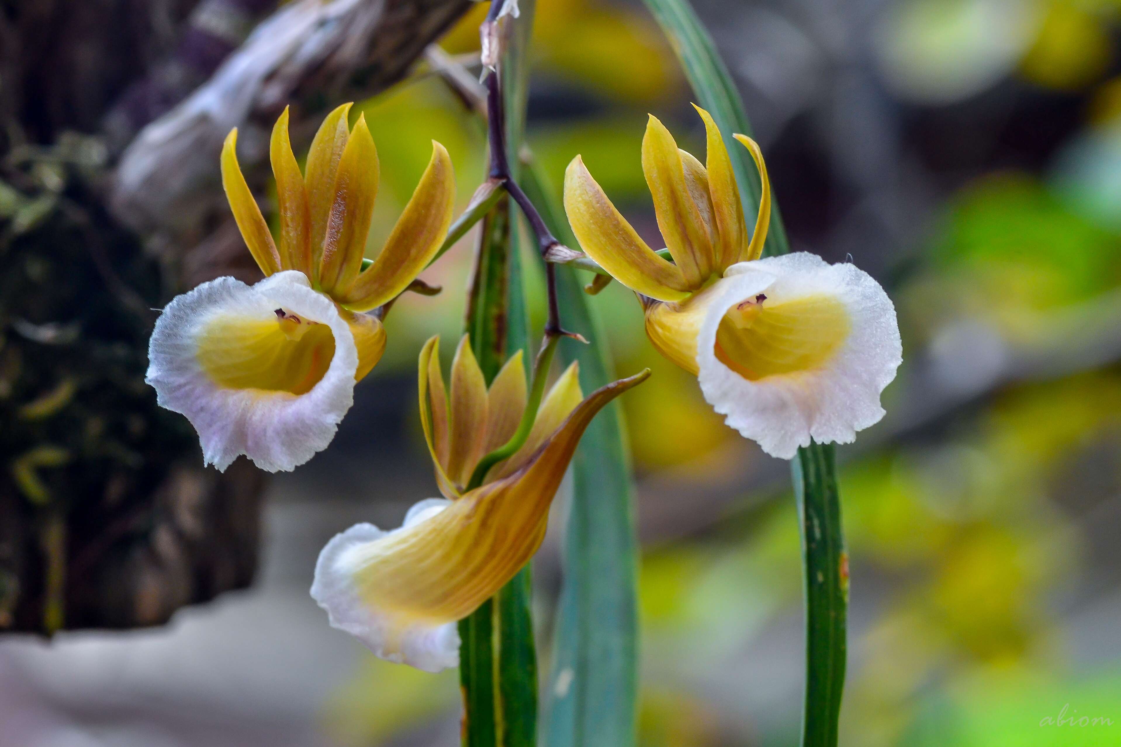 Image of Hooded orchids