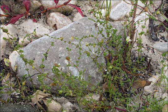 Image of knotted pearlwort