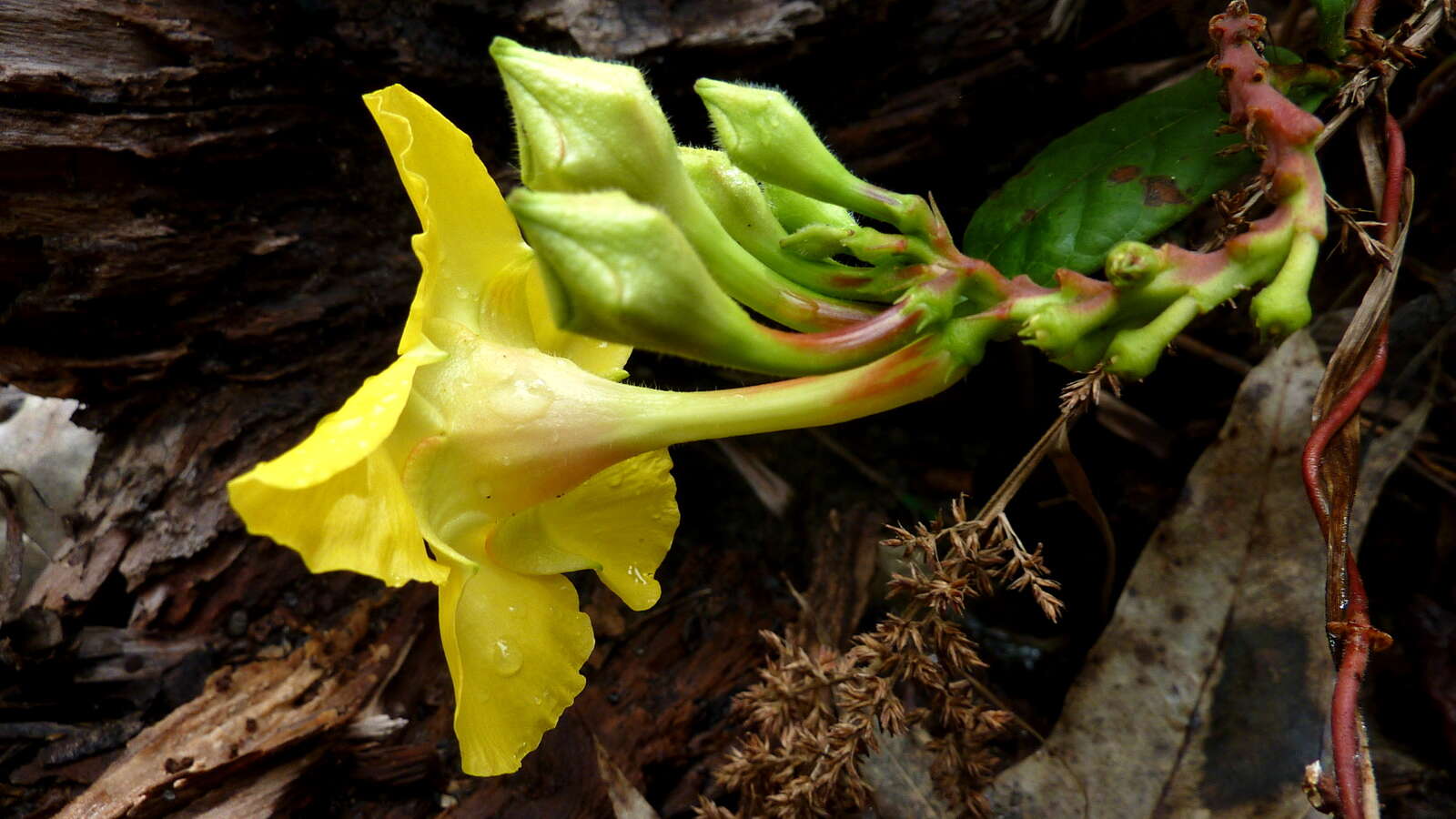 Image of rocktrumpet