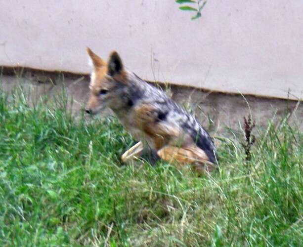 Image of coyote