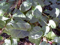 Image of Marsdenia rostrata R. Br.