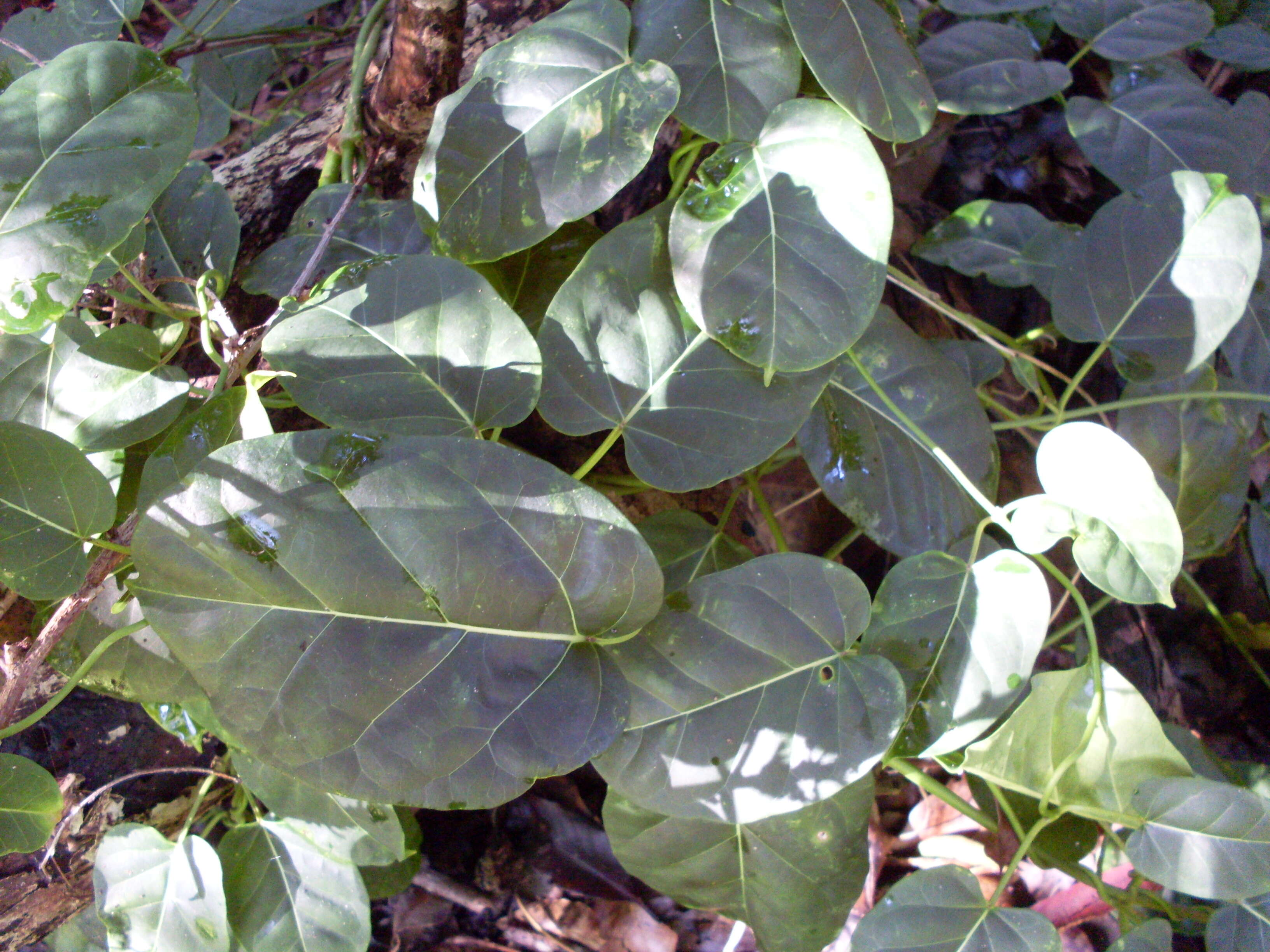 Image of Marsdenia rostrata R. Br.