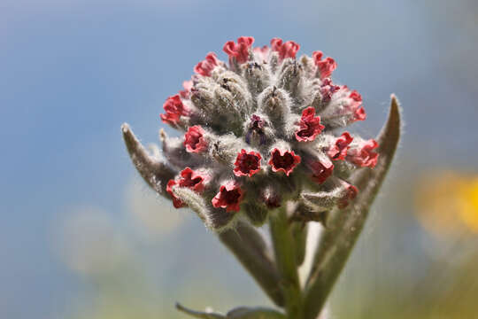 Cynoglossum magellense Ten.的圖片