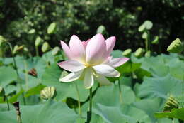 Image of lotus