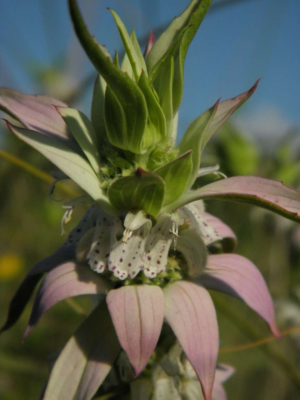 Image of Bee Balm