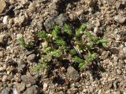 Image of spreading pygmyleaf