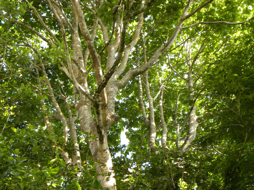 Image of Panama tree