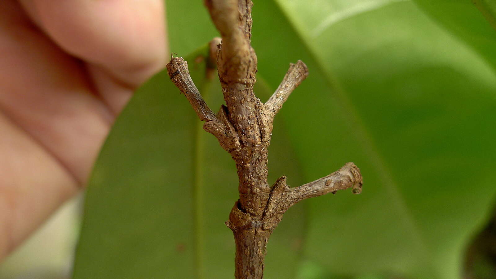 Image of Metrodorea maracasana R. C. Kaastra