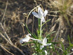 Image of longflower tube tongue