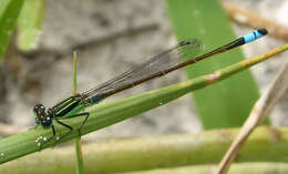 Image of forktail