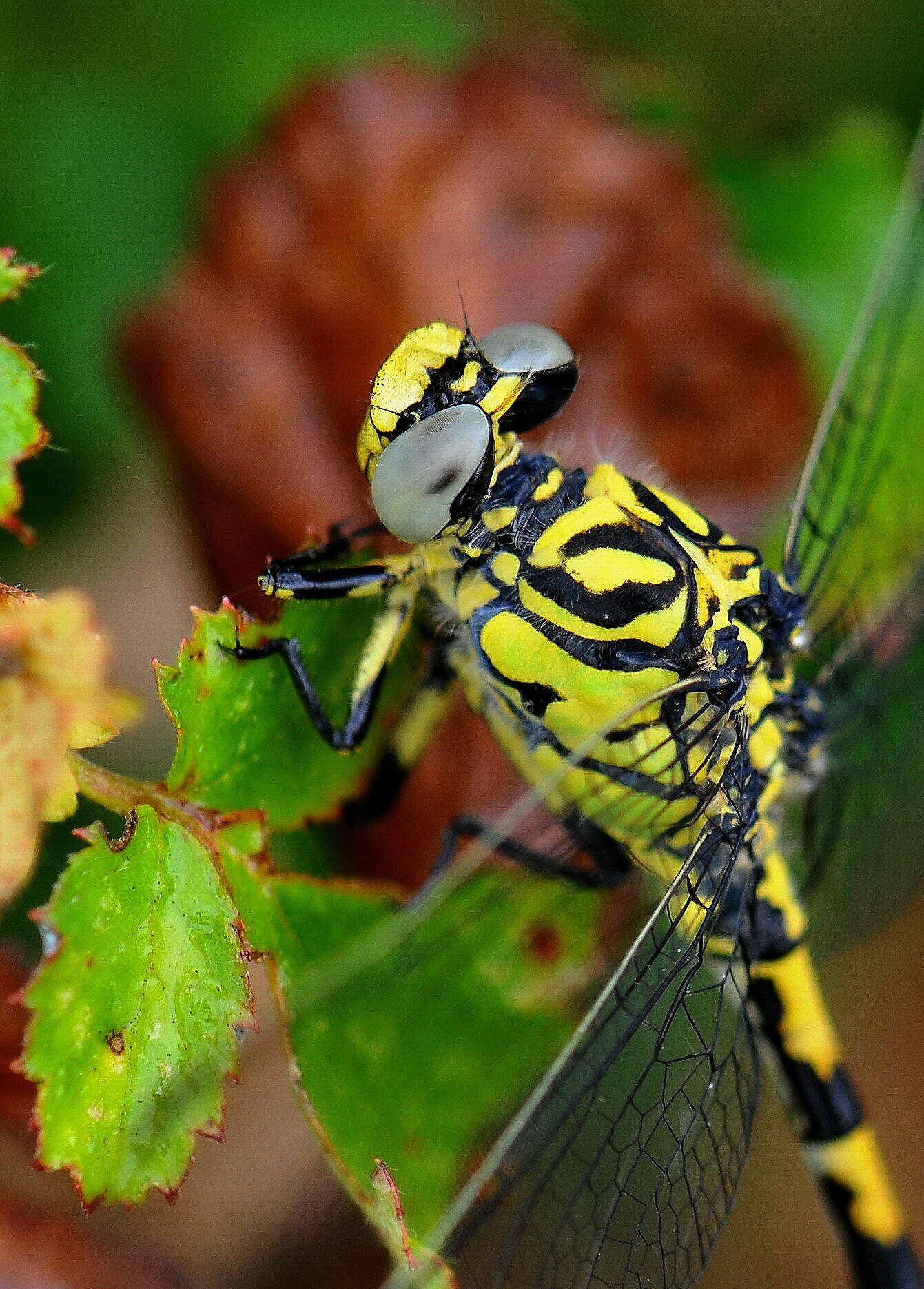 Imagem de Onychogomphus Selys 1854