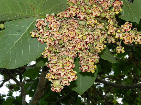 Image of Panama tree