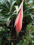 Image of billbergia