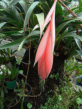 Image of billbergia