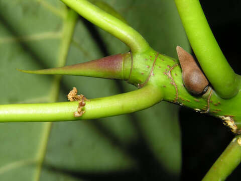 Image of Ficus nymphaeifolia Mill.