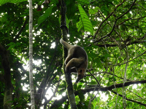 Image of Northern Tamandua