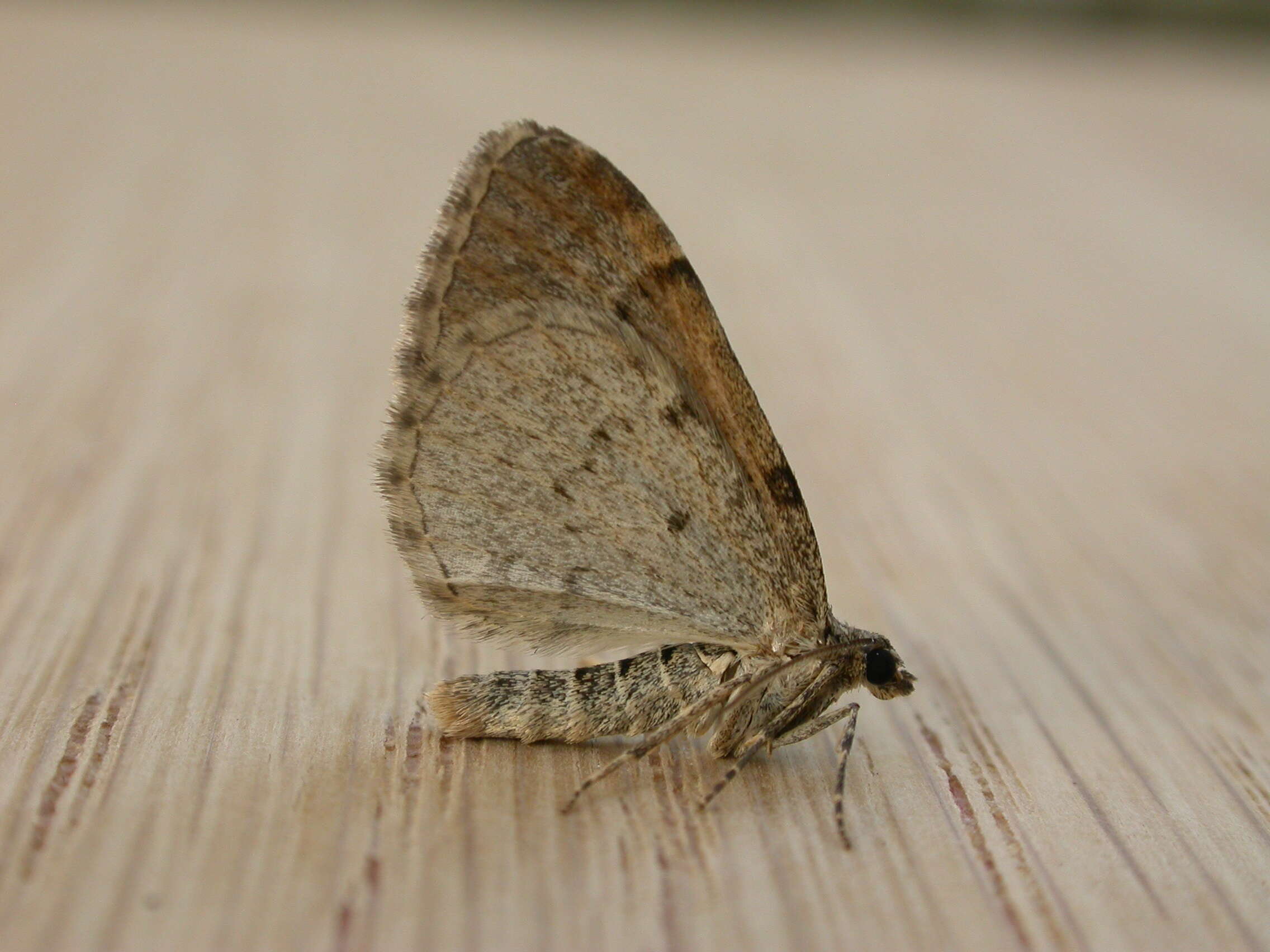 Image of flame carpet