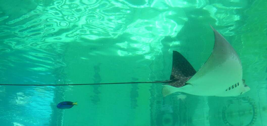 Image of Black eagle ray