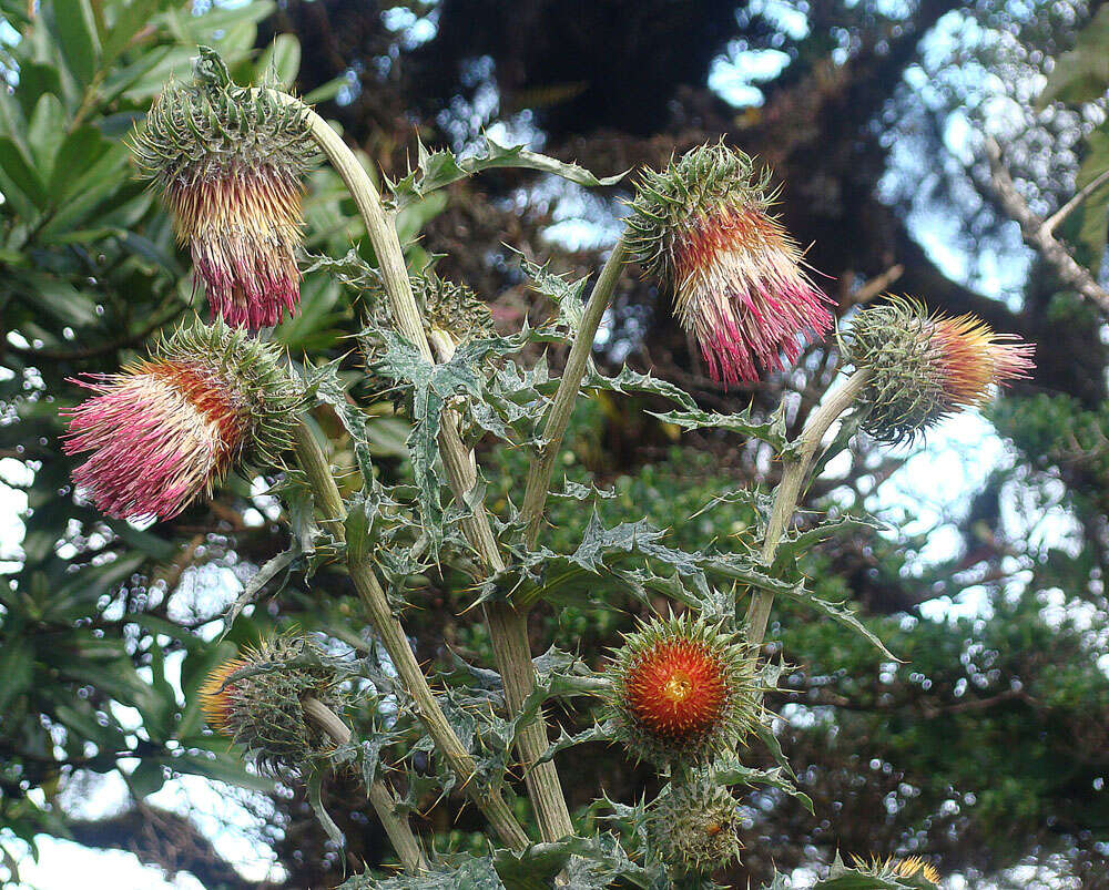 Image of Cirsium subcoriaceum (Less.) Sch. Bip. ex Seem.