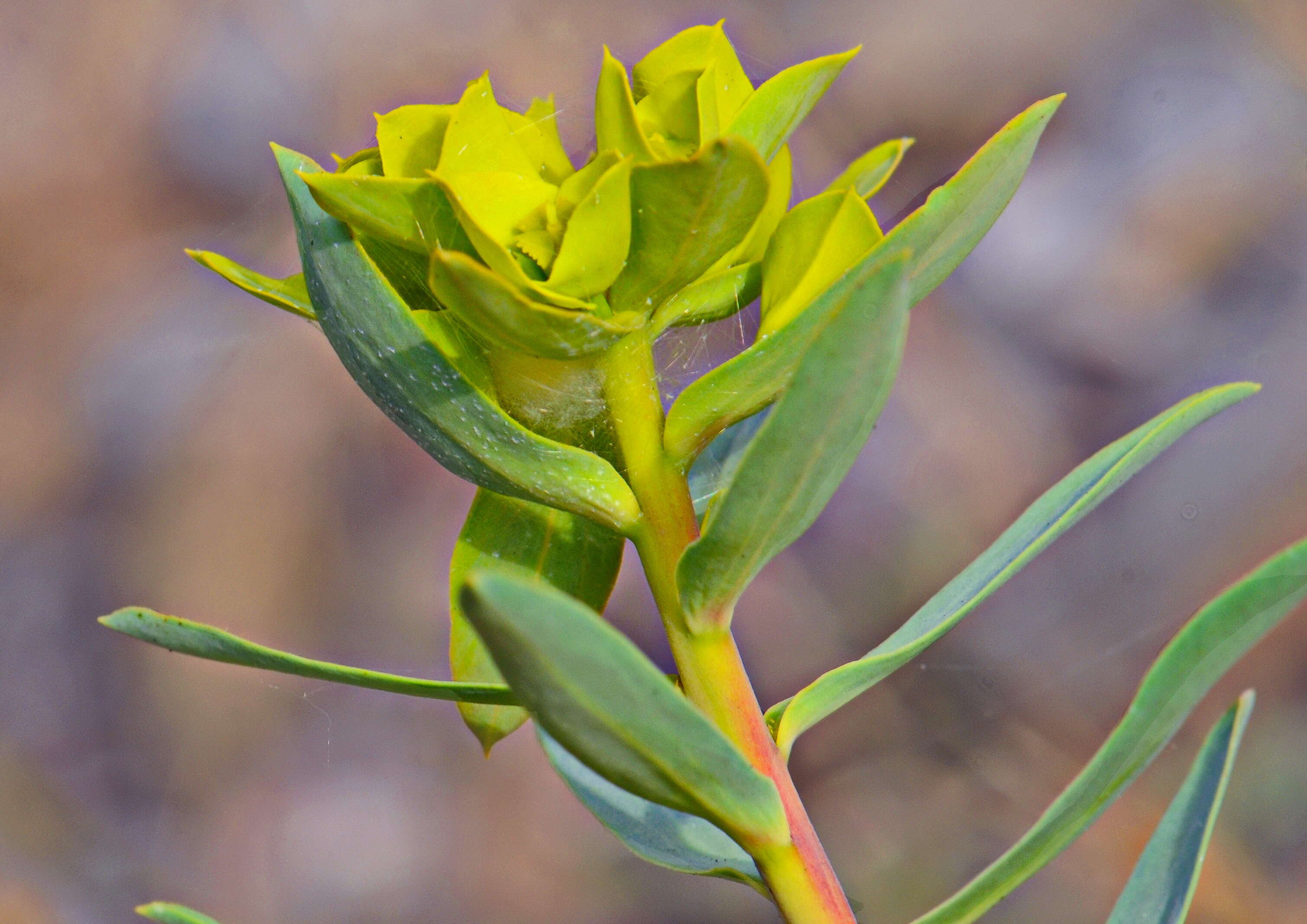 Image of Euphorbia nicaeensis All.