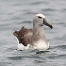 Image of Salvin's Albatross