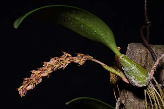 Bulbophyllum morphologorum Kraenzl. resmi