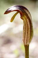 Image of Arisarum