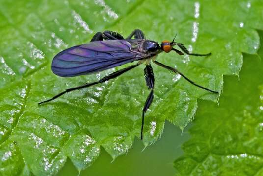 Image of Long-tailed Dance Fly