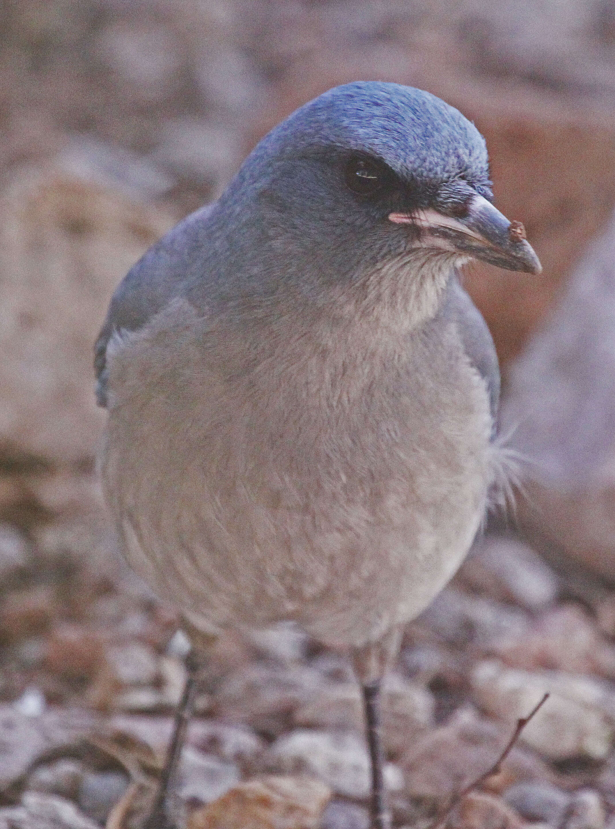 Image of Aphelocoma Cabanis 1851